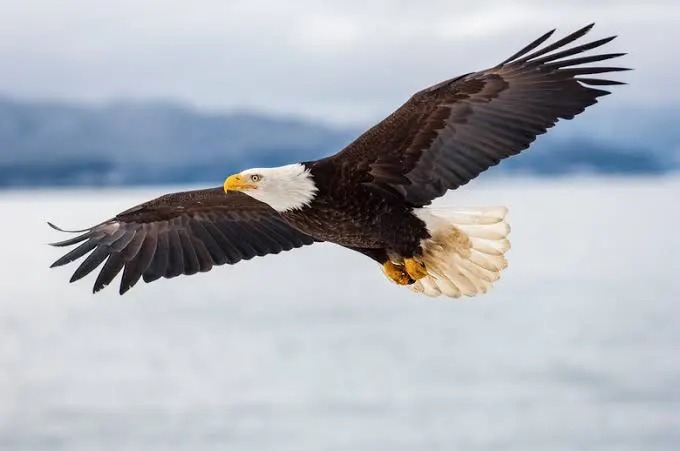 Eagles